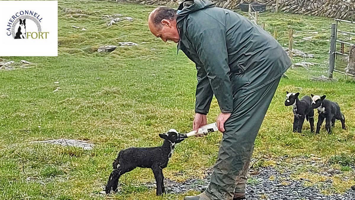 caherconnell tweet media