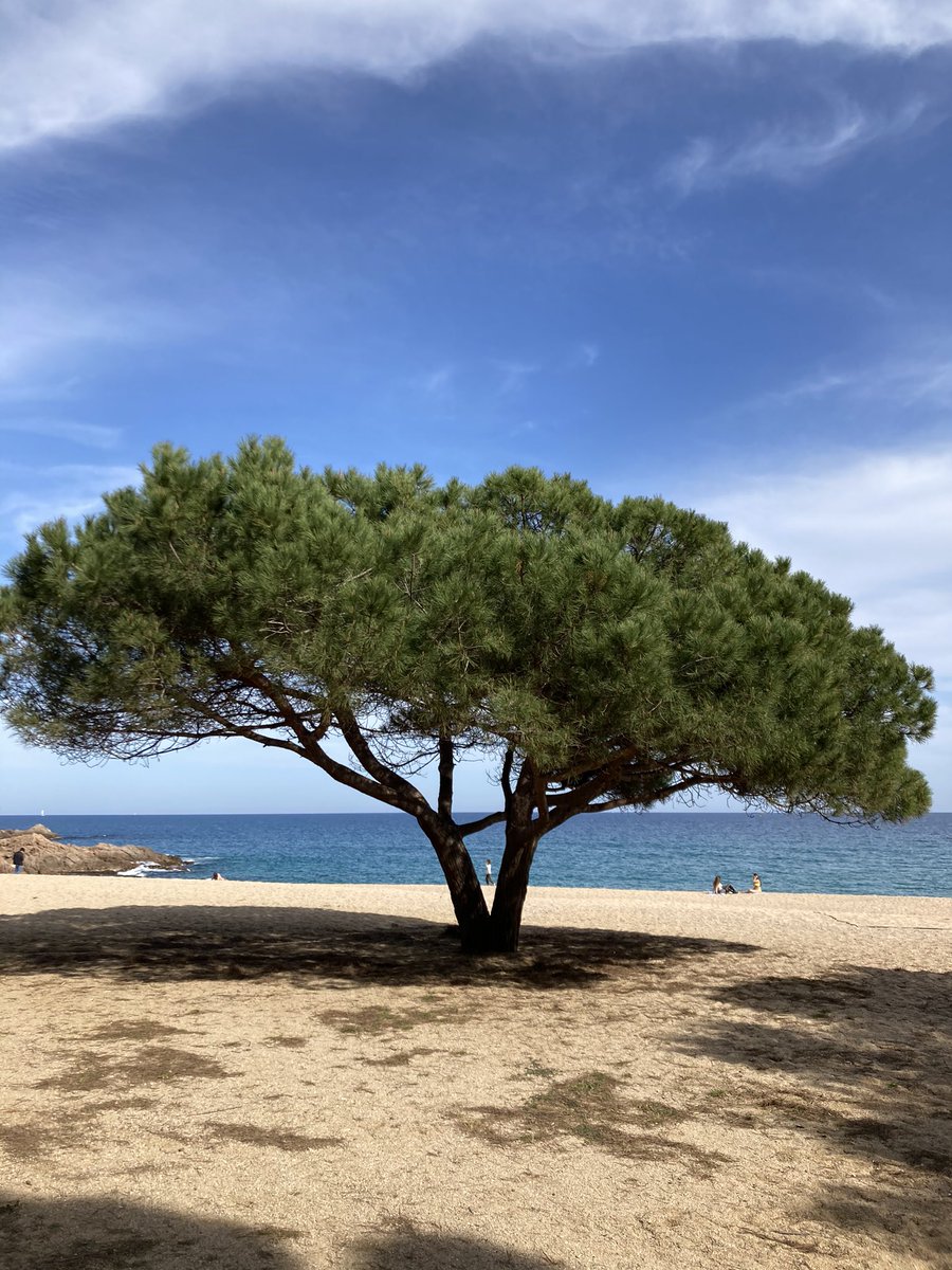 MVilallonga's tweet photo. El pi ja hi era. El monòlit va aparèixer ahir.
He fet ambdues fotografies en el passeig d’aquesta tarda de dimecres sant.
#monòlit #SaConca #postalsdevacances https://t.co/zgshwQfacJ