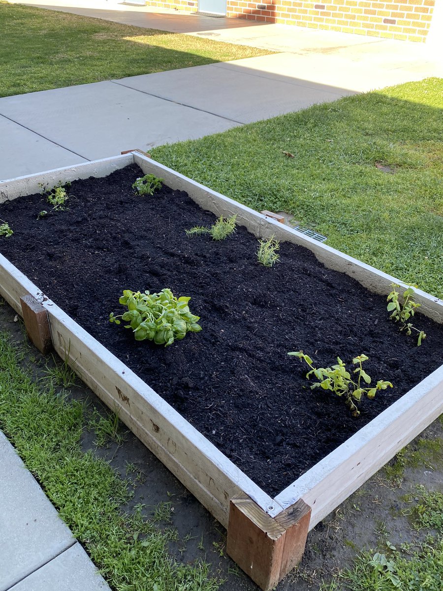 LVEmagnet's tweet photo. Planting our vegetables, fruits and herbs. #sharingtheplanet #sustainability #globalgoals #sustainablegoals2030 #IBPYP #saddlebackvalleyusd #svshines #thirdgradeisawesome #mrsborghi https://t.co/FrGntYvzBj