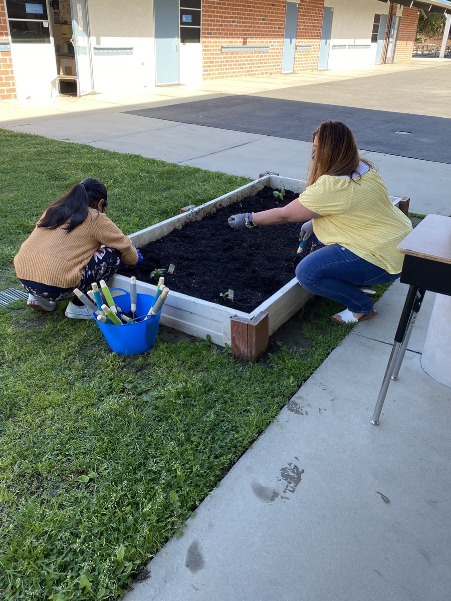 LVEmagnet's tweet photo. Planting our vegetables, fruits and herbs. #sharingtheplanet #sustainability #globalgoals #sustainablegoals2030 #IBPYP #saddlebackvalleyusd #svshines #thirdgradeisawesome #mrsborghi https://t.co/FrGntYvzBj
