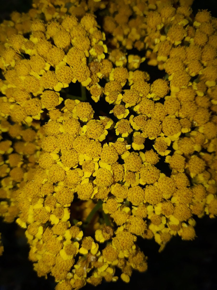 Her çiçek birgün solar ve her çiçeğin solduğu gibi sahte yüzlerde elbet birgün solacak...
<a href="/flowers/">Flowers</a>
@şiirsokakta