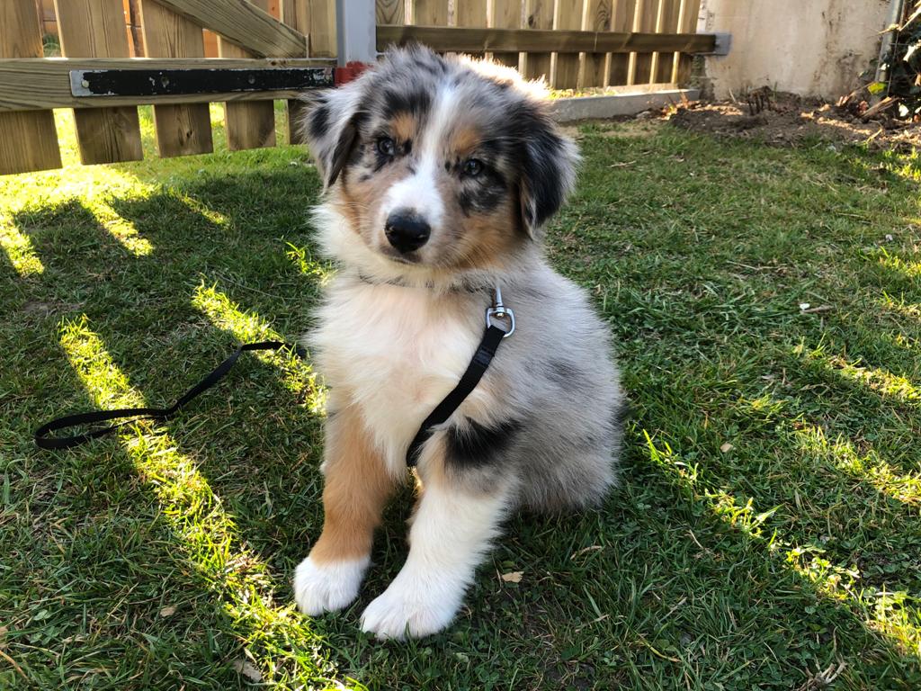 Angelika_Weber_'s tweet photo. Welcome home, Lenny! #Aussielover #Peakerbuddy #RunningPeaker #MPC2021 https://t.co/j3hhAGSI1W