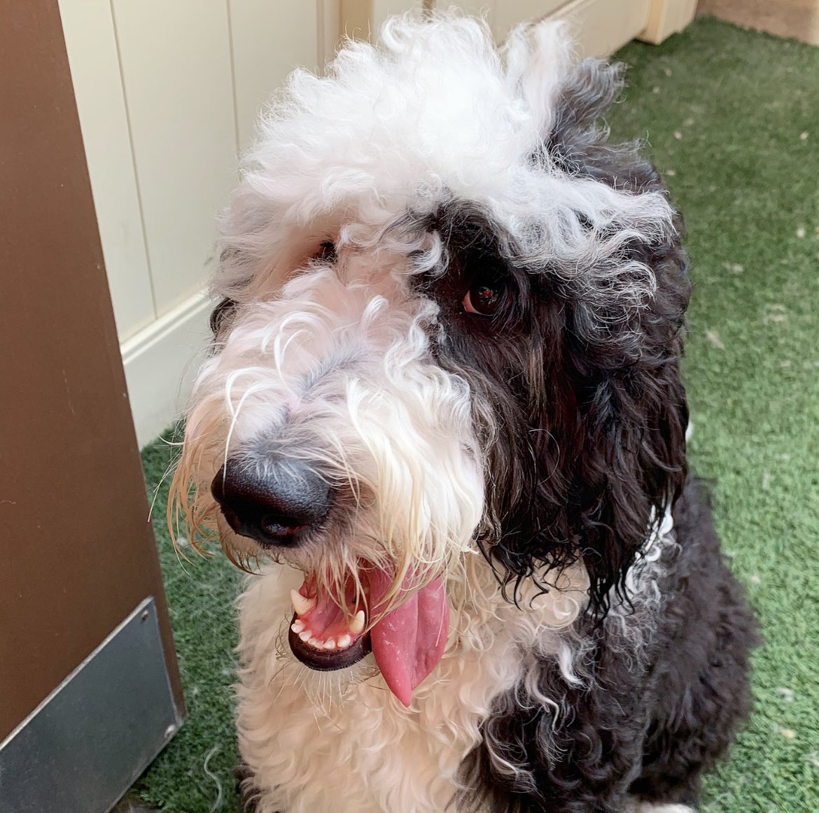 cbwscottsdalen's tweet image. Play on repeat! 🤪 #alldayplay #play