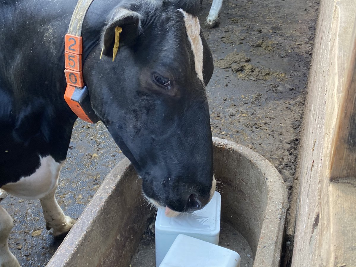 mvonmartels's tweet image. Koeien vallen als een blok voor #zout! #GoedOfZout!