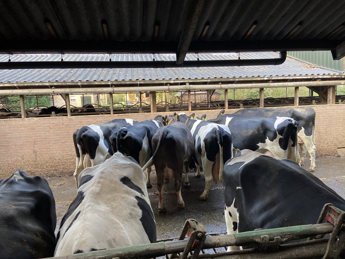 mvonmartels's tweet image. Koeien vallen als een blok voor #zout! #GoedOfZout!