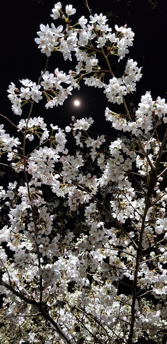 monochrome_etc's tweet photo. 벚꽃철 https://t.co/gPfowkCutM