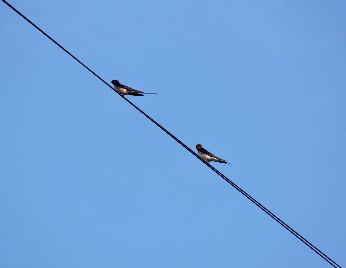flako1959's tweet photo. Well they say “One Swallow doesn’t make a summer”, so here’s two on the wires at Knapton today.
Thanks to @jasonlikesbikes for the ‘heads up’. Great birds to have back; they can’t help but raise a smile.
@YorkBirding https://t.co/hMMji7P9ZB