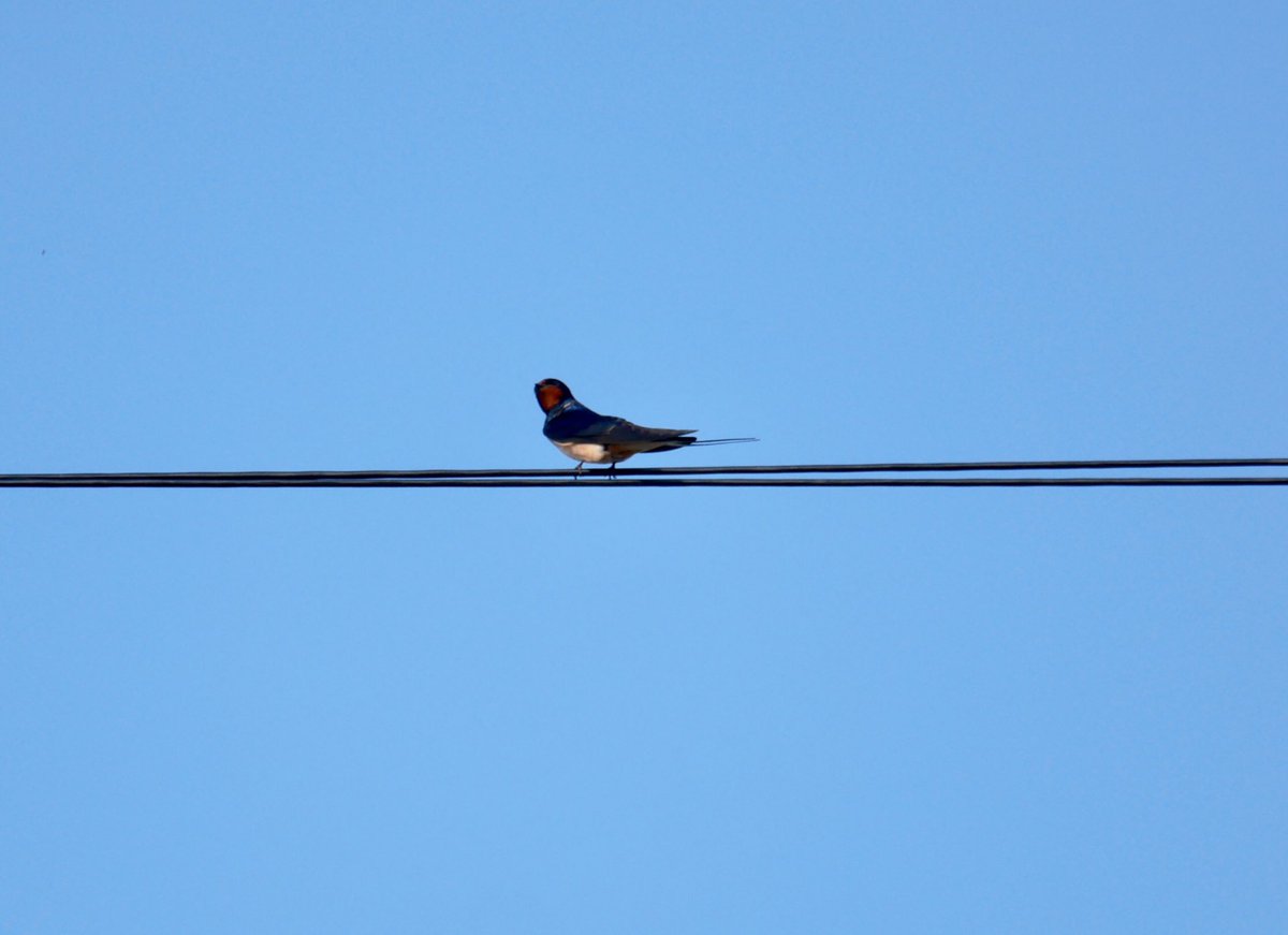 flako1959's tweet photo. Well they say “One Swallow doesn’t make a summer”, so here’s two on the wires at Knapton today.
Thanks to @jasonlikesbikes for the ‘heads up’. Great birds to have back; they can’t help but raise a smile.
@YorkBirding https://t.co/hMMji7P9ZB