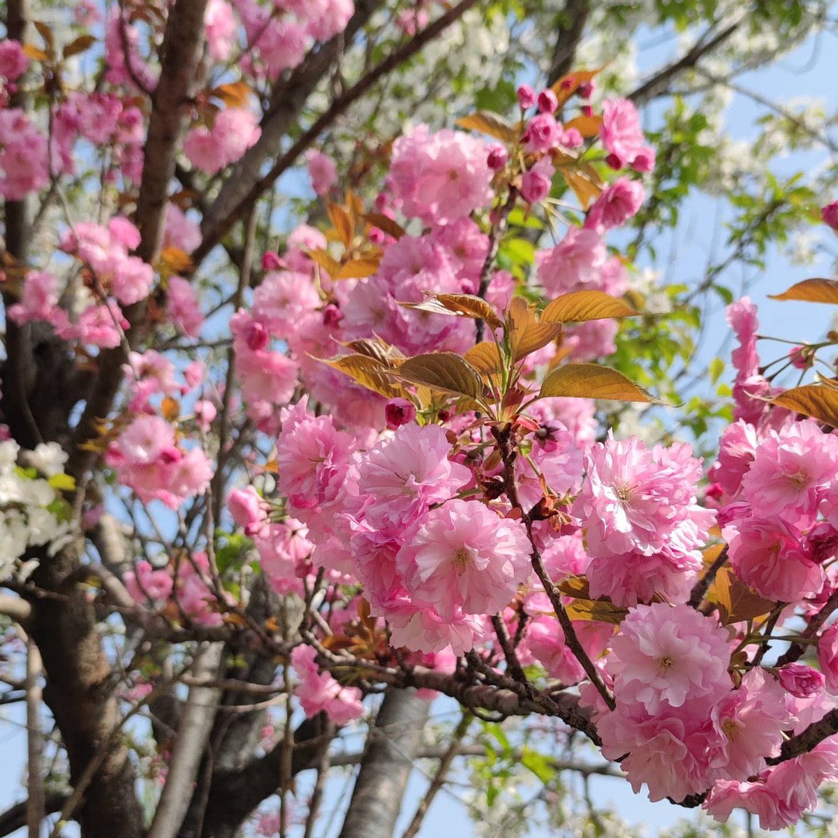 Ono Hiroshi على تويتر 同じ木に白とピンクの花が咲く通りが満開になってきた