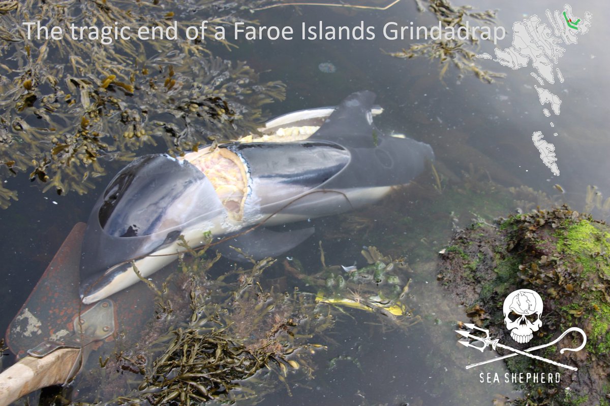 Our message to everyone watching #SCOFAR Playing football is better than murdering dolphins…  #FaroeIslands <a href="/Tinganes/">The Government of the Faroe Islands 🇫🇴</a> #OpBloodyFjords #Grindadrap #WCQ #WorldCupQualifiers #Qatar2022 Pls #Retweet #RT