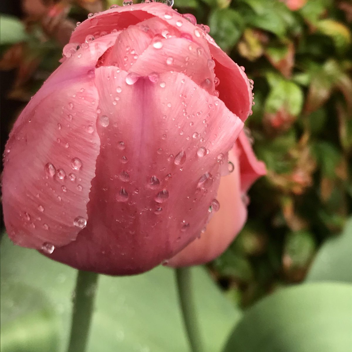 Spring has sprung at Bone &amp; Broth!  Our most recent covid update can be found here:  facebook.com/BoneandBrothAV…