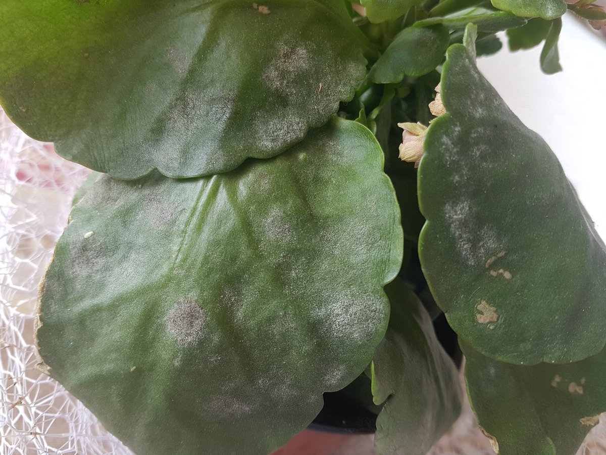 First report of powdery mildew caused by Erysiphe sedi on Kalanchoe blossfeldiana in Turkey