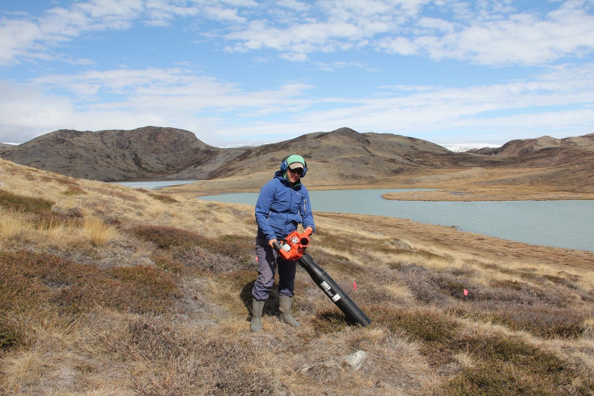 I had a great time vacuuming up the critters 🕷️🐛🪲 of the tundra with @Fingdinger -- In our new paper in #Oecologia we show that shrub leaves do most of their growing BEFORE the insect critters reach maximum munching. @NeATundra @DartArctic link.springer.com/article/10.100…