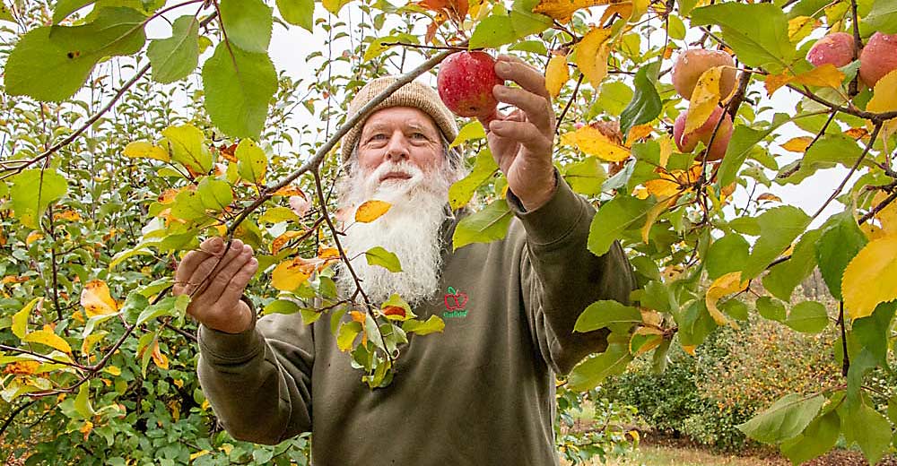 goodfruitgrower's tweet photo. The EverCrisp ortet, the seedling that first grew the popular @MidwestApple variety, can be found in an unusual orchard in Central Indiana. https://t.co/eL2OeXUfjh https://t.co/onQfxbBbcy