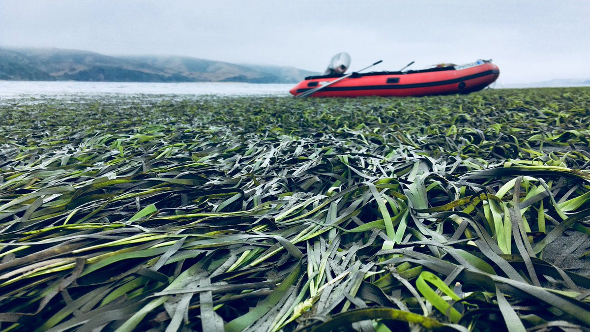 In the most extensive study yet of how #seagrasses can buffer #oceanacidification, published today in <a href="/GlobalChangeBio/">Global Change Biology</a>, researchers at <a href="/ucdavis/">UC Davis</a> found that #seagrass can alleviate low pH conditions for extended periods of time: buff.ly/3dkMIdf

📸: <a href="/MelissaA_Ward/">Melissa Ward</a>
