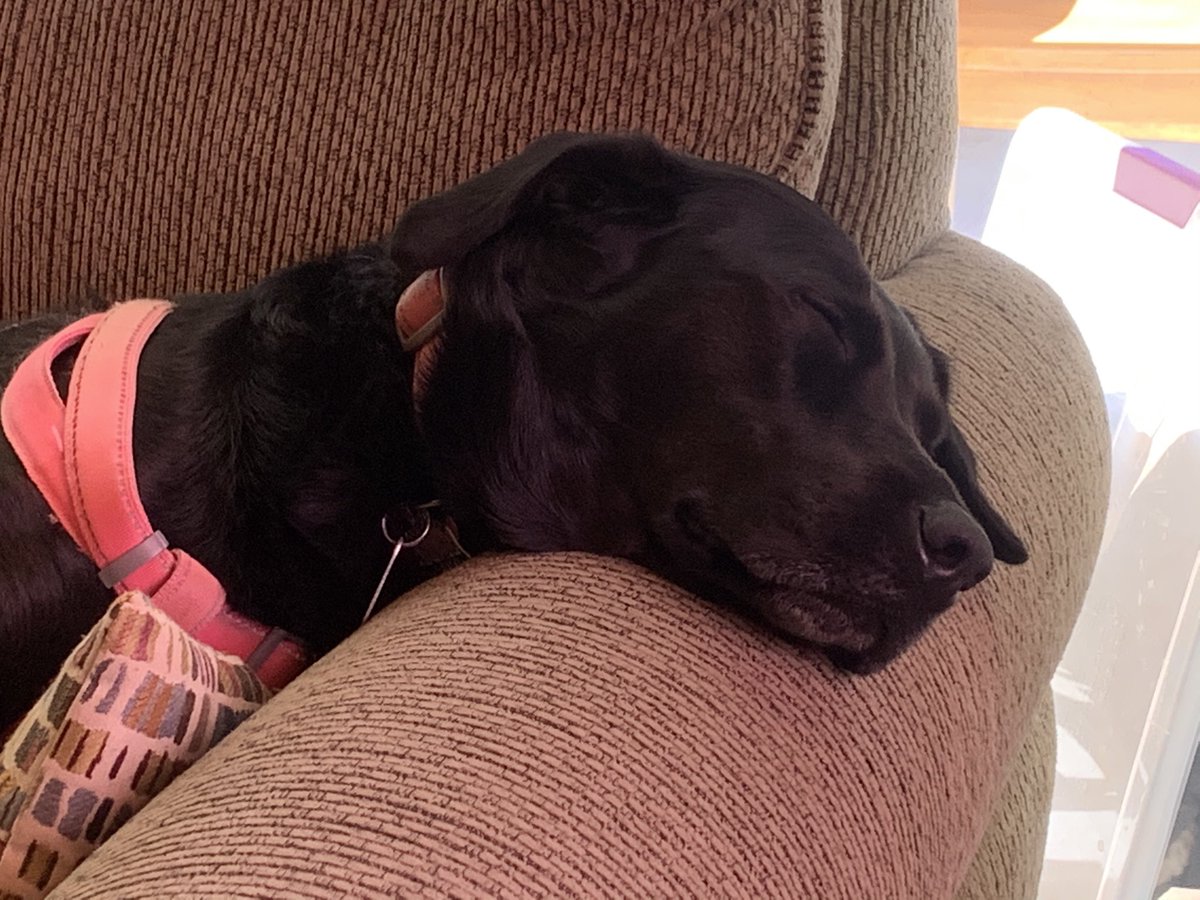 EvanMintzer's tweet photo. @paulmc3 Here is my Izzie - day 1 tired her out. #DogsofCiscoLive #CiscoLive https://t.co/QHUVmHHEGk