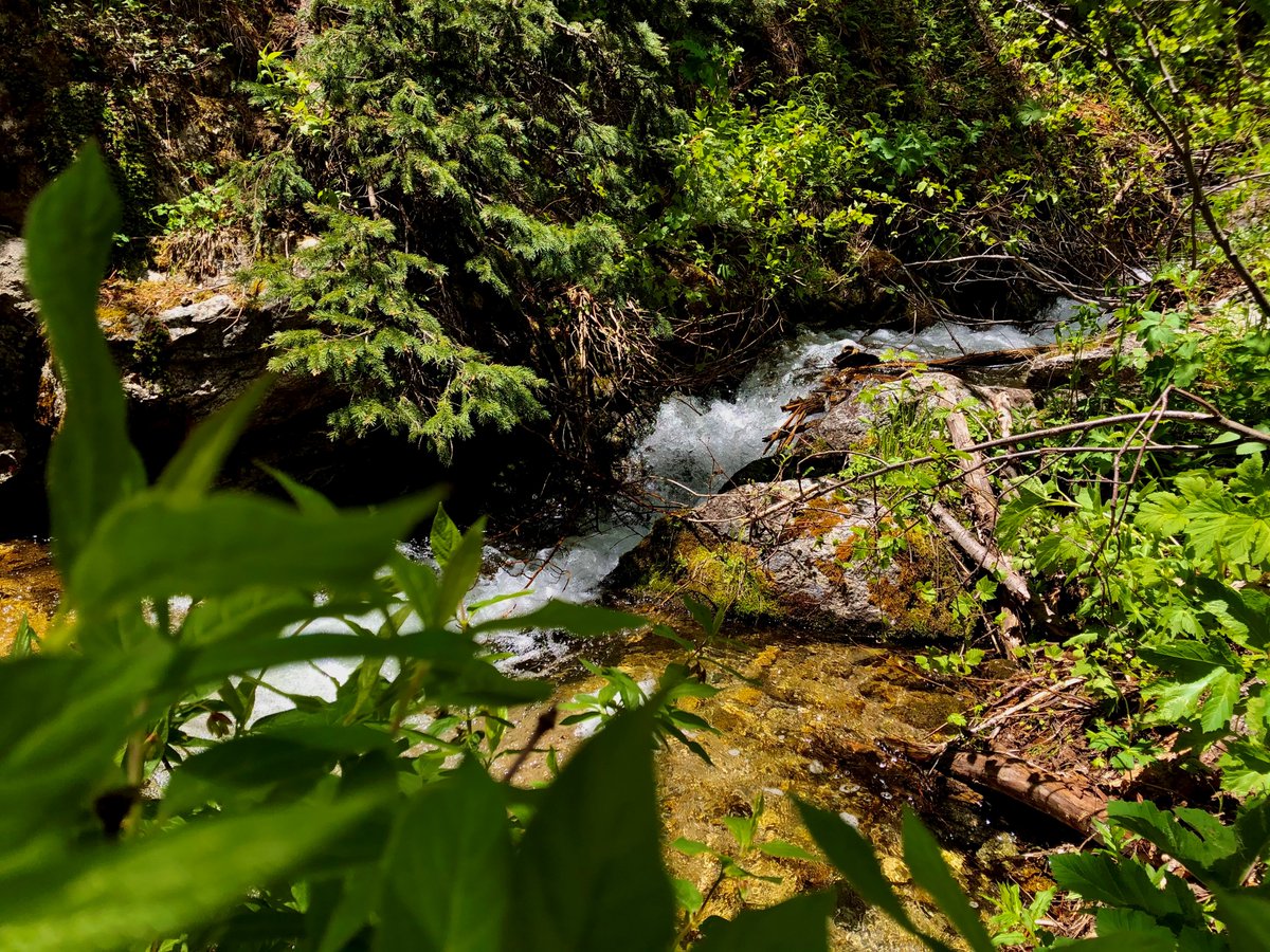 CarsonNF's tweet photo. "The world reveals itself to those who travel on foot.” — Werner Herzog
#WednesdayWisdom #Nature #Explore #CarsonNF 
📸 Forest Service Photo by Javonne Goodman https://t.co/8HhqeIQvgT