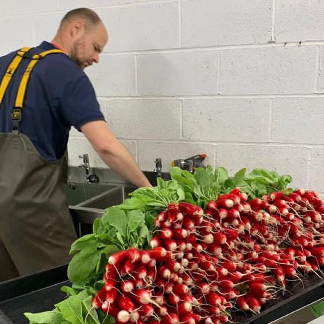 Growingfield28's tweet photo. Fabulous harvest from Growing at Field28 today. All washed and bunched and ready for our veg boxes and our Farm Shop. The freshest radish you can get! πΏOpening times for this week are Thursday 10-5 pm Friday 10 -3 pm and Saturday 10-2 pm #radish #breakfastradish https://t.co/7ROn8jkpWo
