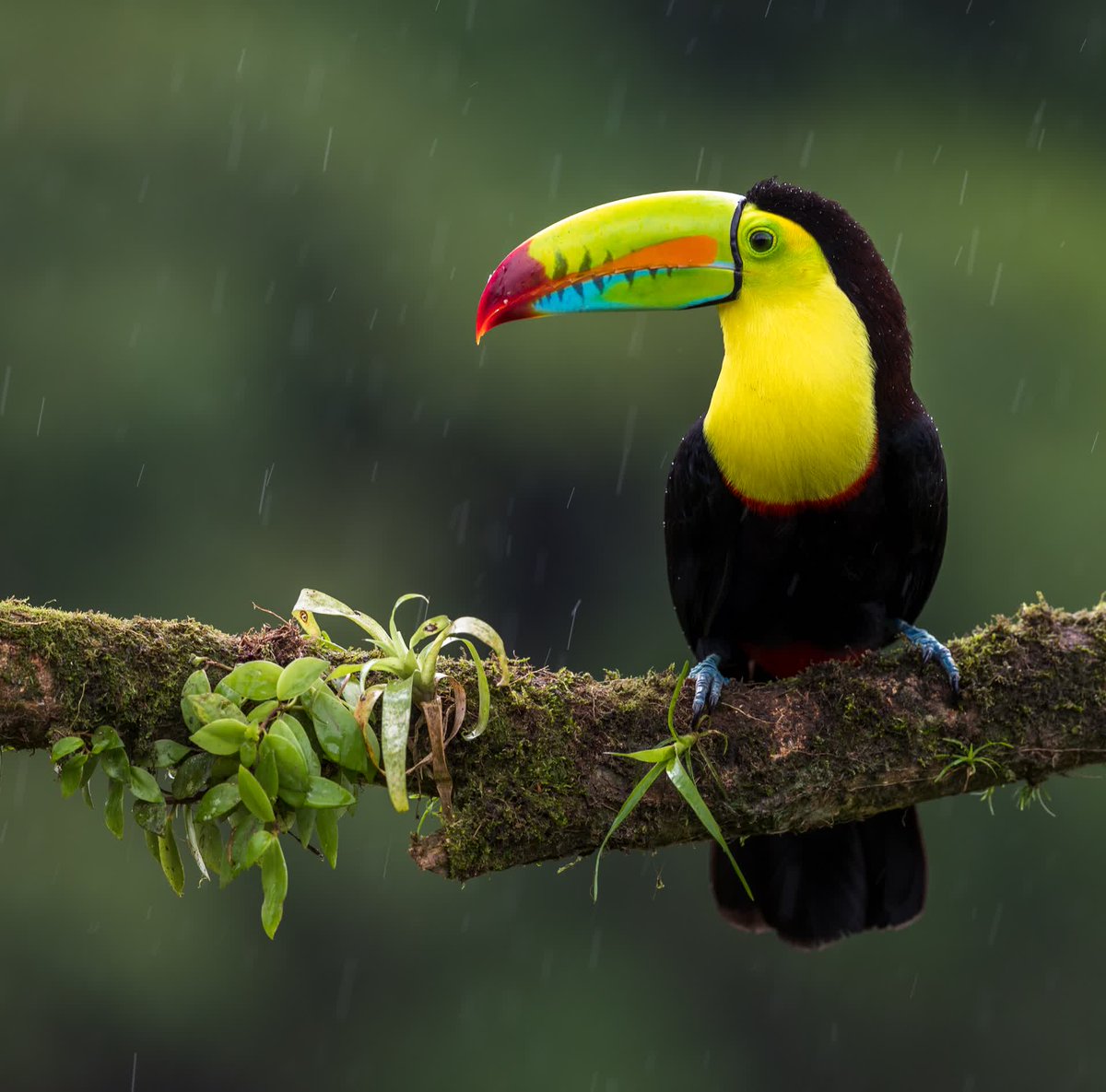 Comment below what is your favorite kind of weather! We love some rainy days! 

#Reforestree #Toucan #amazonrainforest #amazonia #rainforest #rainforestalliance #conservation #reforestation #wildlifephotography #planetwatchers