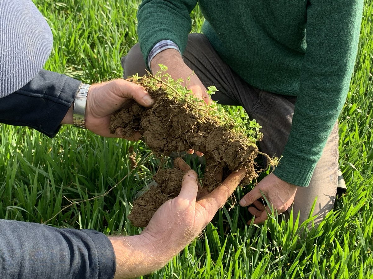 Drilling for soil... can avoiding the plough and direct drilling wheat into clover turn agricultural land in Leicestershire into a carbon sink? Only core sampling will tell. <a href="/bbcemt/">BBC East Midlands</a> <a href="/kissthegroundCA/">Kiss the Ground</a> <a href="/SoilAssociation/">Soil Association</a>