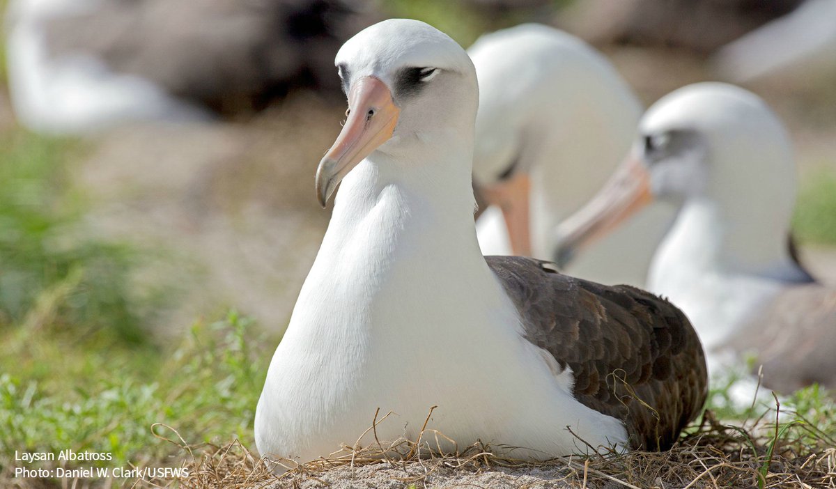 audubonsociety's tweet photo. Tune in to #ISawABird today at 7pm ET—we'll meet @exploreorg founder Charlie Annenberg Weingarten; learn about baby owls; chat female birds with #Galbatrosses @joannaxwu &amp; @marthaharbison; and learn about the world’s oldest known wild bird, Wisdom. RSVP: https://t.co/7GFlI40Gzf https://t.co/PKj1PU8AID