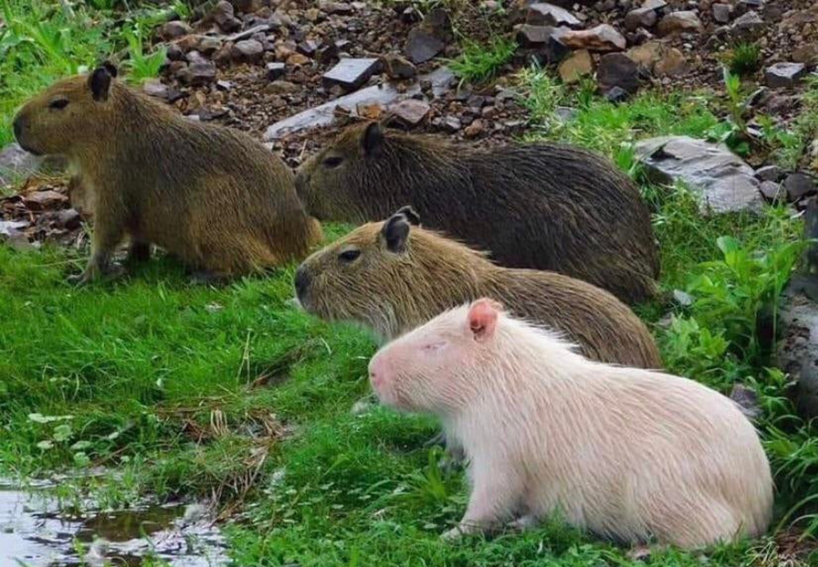 Capybara Man Rare Albino Capybaras Capybara Man Rare Albino Capybaras