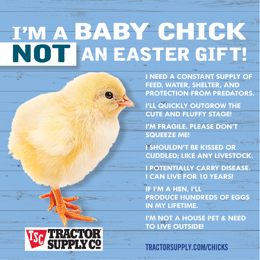 SoDakFACT's tweet photo. Animals are not Easter toys – please don’t give chicks, bunnies or ducklings as gifts. They're often abandoned or neglected once the novelty fades. Choose plush animals or books about animals instead!
#AnimalsAreNotToys #NotForEaster #SoDakFACT
@TractorSupply graphic https://t.co/eoX9Vxnetp