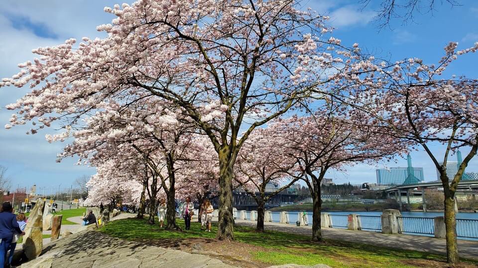 usarivercruises's tweet photo. The waterfront in Portland Oregon is filled with pink blooms - so welcome on a spring day! Photo by Lynn Chan #portland #oregon #waterfront #springflowers #beautifulspringday #pacificnorthwest #springtime #willametteriver https://t.co/fz7mhvTniI