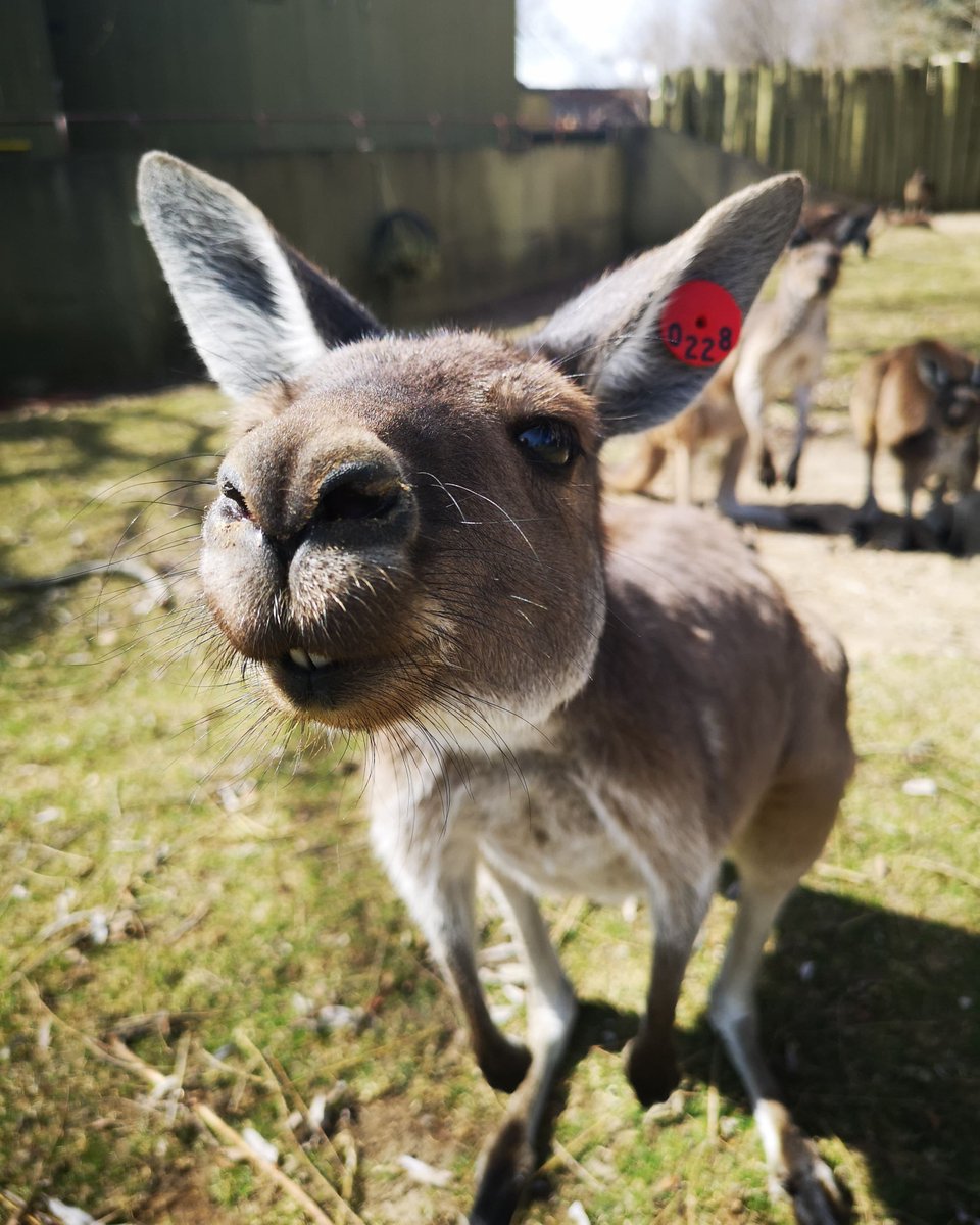 The Toronto Zoo tweet media