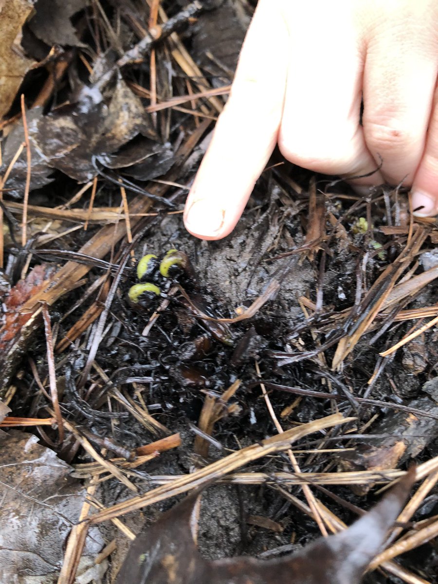 MrsWroeQEPS's tweet photo. Guided imagery and using ‘soft eyes’ and ‘hard eyes’ today with @Beachburg_PS as S’s describe observations to connect to their descriptive writing #projectwild #inspiredlearning #RCDSBexperientiallearning with @RocknFraser @JaneGood178 https://t.co/uzJ1ZfrXoo