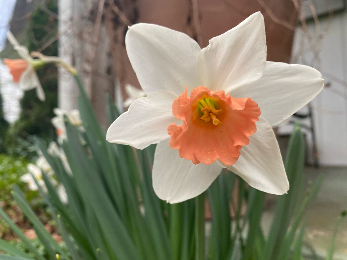 HonestHypocrite's tweet photo. Our double color #daffodils are blooming in the front and by the #creek. #Shellpotcreek #netDE #Spring https://t.co/jNq8mKMTLO
