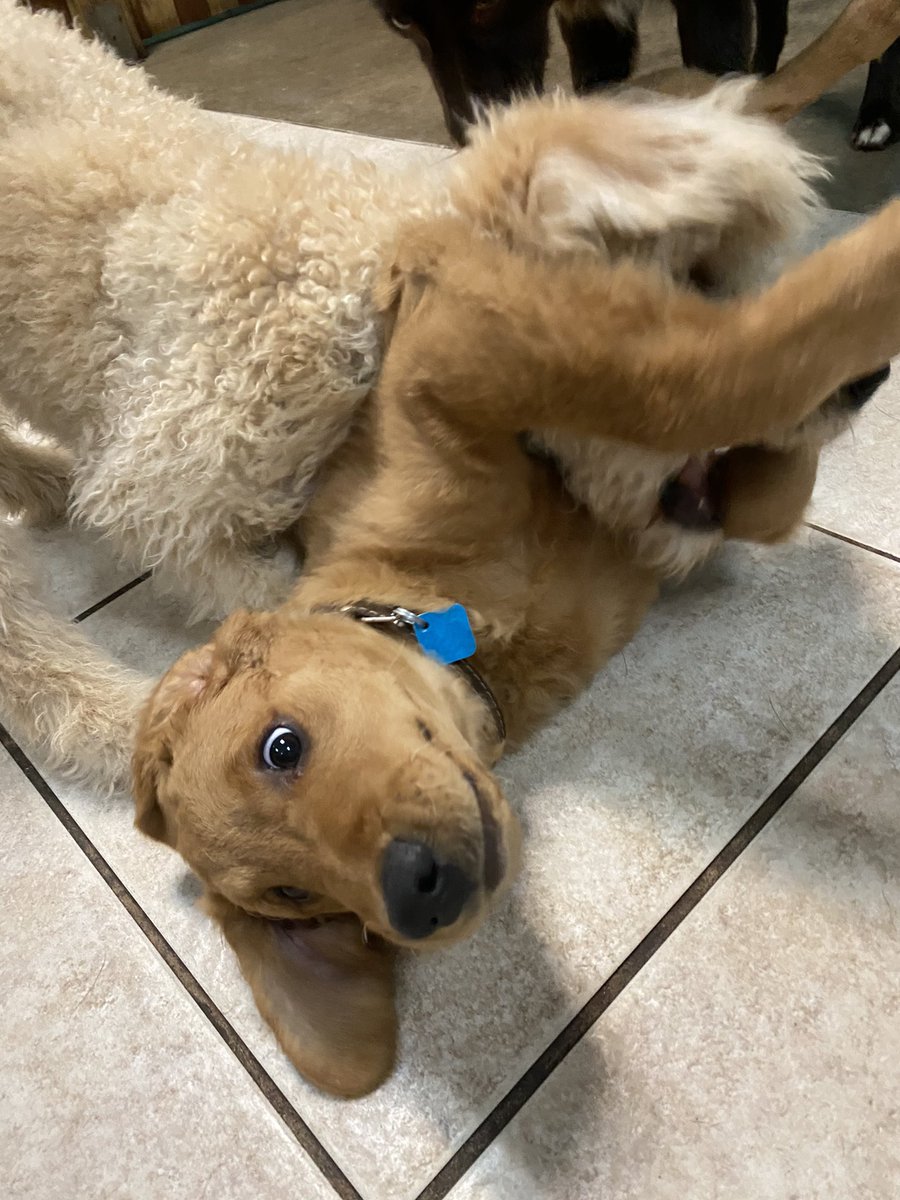 Lol when you don’t expect the poodle pup to have hands #dogdaycare