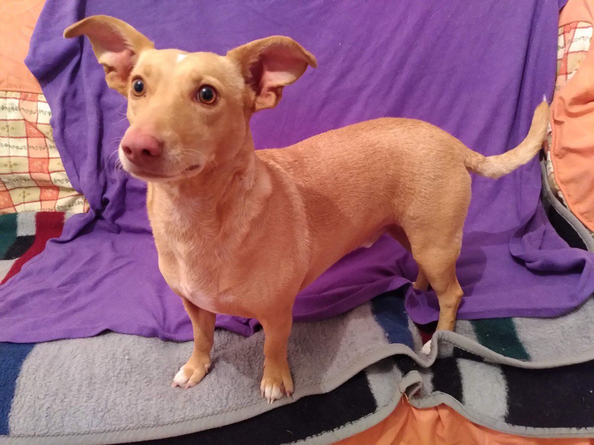 siviaromera1's tweet image. HUELVA
No sé ya como poder hacer visible a este pequeño
Seguimos sin entender q nadie vea lo bonito cariñoso y especial que es Willou
Lleva más de año y medio esperando familia
Willou
Edad 2 años 12 Kg
Pequeño de tamaño robusto y sociable
Podenco maneto 
Puede viajar
Wp 722134197