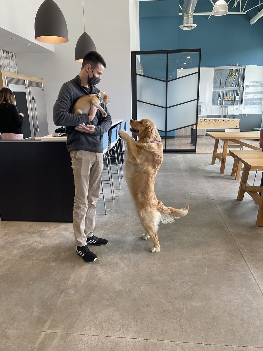 Timco_Const's tweet image. Say hello to the newest member of the Timco family - Rudy!  3 months old and he’s already networking with Adam and Rory in the office. #BusinessPups #TimcoDogs