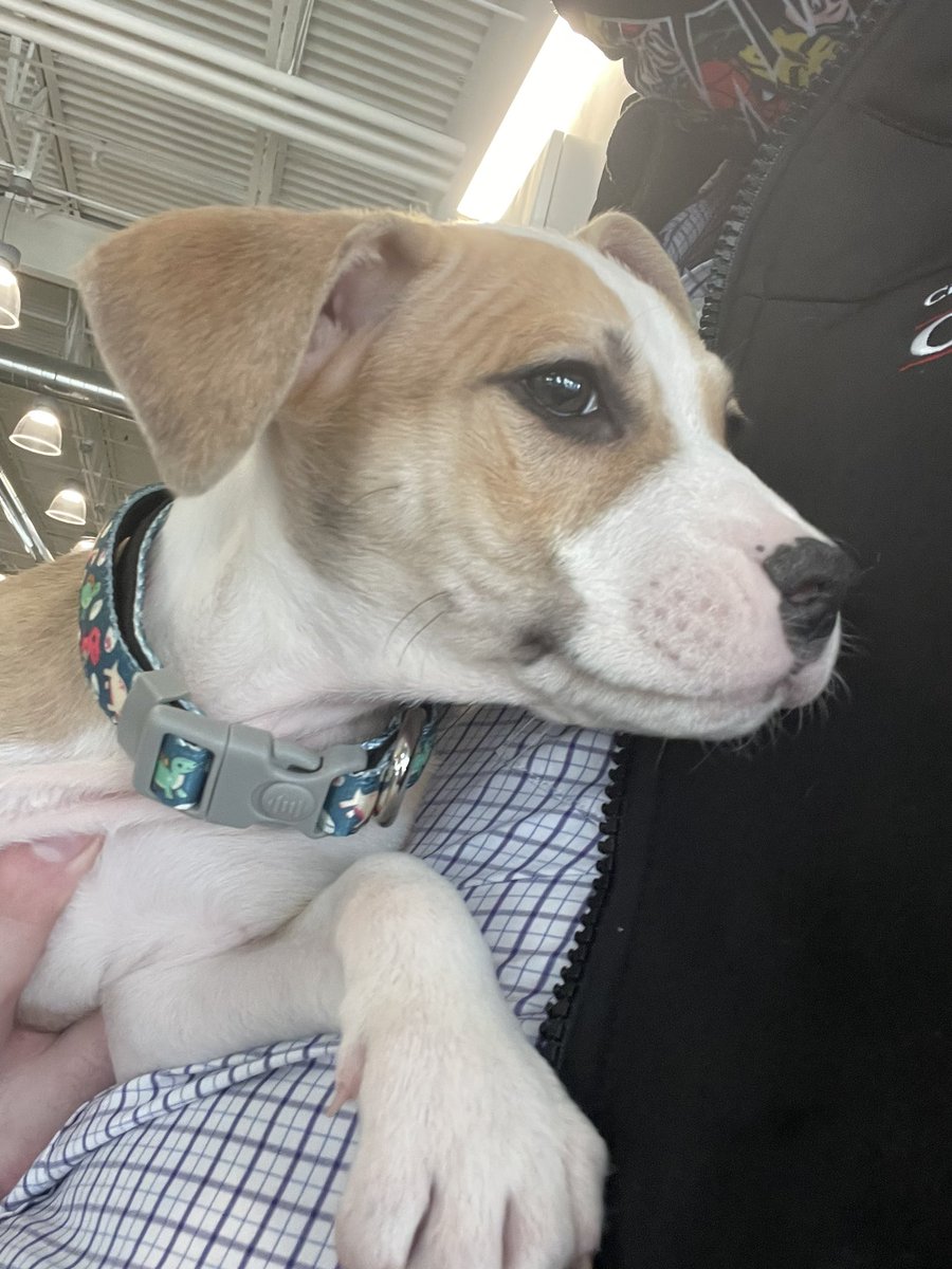 Timco_Const's tweet image. Say hello to the newest member of the Timco family - Rudy!  3 months old and he’s already networking with Adam and Rory in the office. #BusinessPups #TimcoDogs