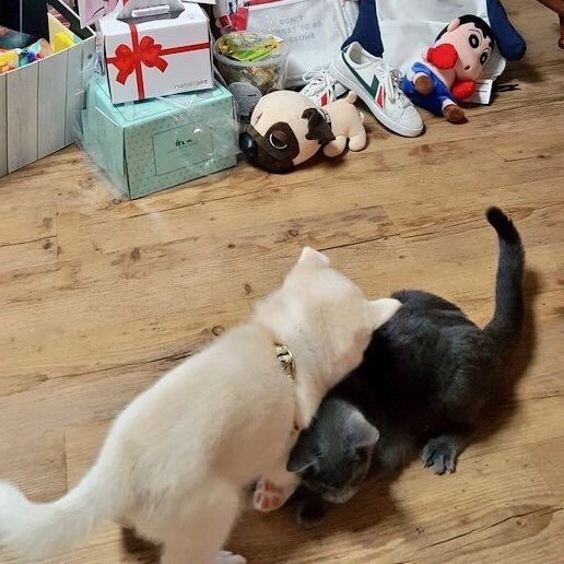 thinkingabtyuri's tweet photo. gamja playing with yona bc despite the rumors of them hating each other (& the clear favoritism from the company towards yona), gamja and yona are actually BESTIES
#GAMJA #JOGAMJA #κ°μ #μ‘°κ°μ #μμ΄μ¦ννΈμ€ #IZPETS https://t.co/DYHD75gZI5