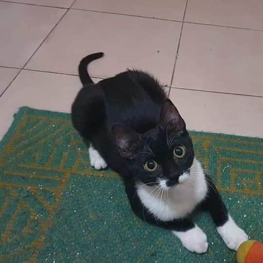 PorPatasGranada's tweet photo. WANDA (EN ADOPCIÓN)
Esta preciosa gatita es cariñosa y todo un amor, un peluchito encantador. Le encanta dormir y corretear de un lado para otro de la casa 💚 La rescatamos de un solar en Granada junto a su hermanito Marvel. Ahora están en Madrid de acogida, puede viajar 🧳 https://t.co/eRCtgOQ5Ej
