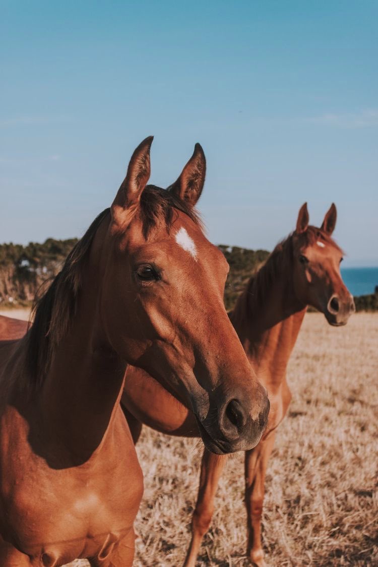 Bea2020uty's tweet photo. 🐎✨ https://t.co/TyiaPvl7nR