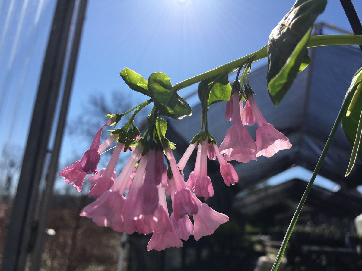 NativeInHarmony's tweet image. The gifts of genetic diversity 💗 Virginia bluebells usually have pink buds that blossom into blue flowers, but nature occasionally produces an oddball. We discovered one pot of these pink bluebells in our greenhouse!