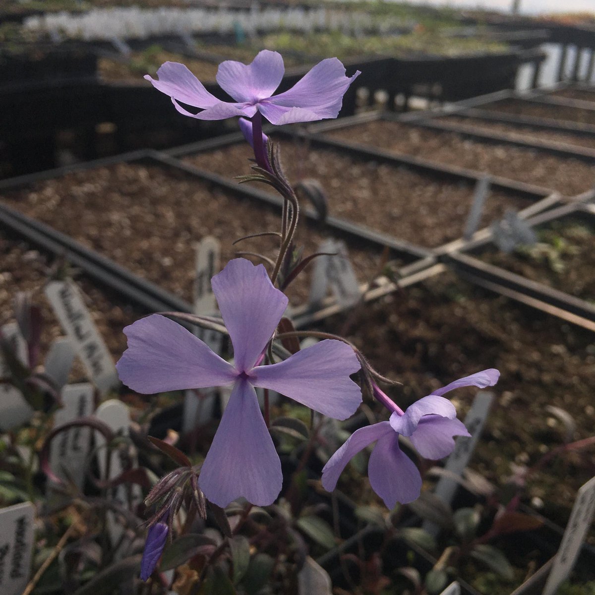 NativeInHarmony's tweet image. We have been loving the scent of woodland phlox. It smells just like lilacs! Phlox has semi-evergreen leaves which are perfect for a native groundcover in shady areas of your yard.