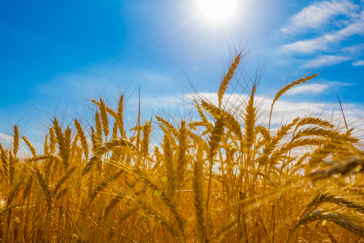 Kalyx Toowoomba, Qld, is currently advertising for a Graduate Research Agronomist and/or Research Technician.  Head to our website kalyx.com.au or Seek to apply seek.com.au/job/51884501?t…