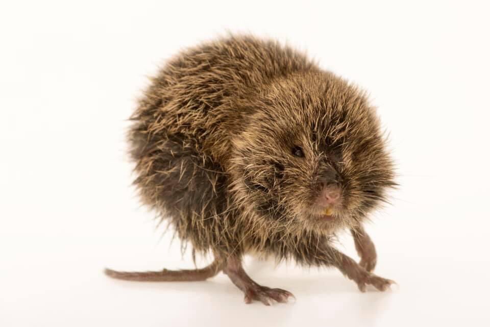 𝑍𝑒𝑦𝑎𝑑 𝐴𝑙𝑑𝑎𝑤𝑑𝑎ℎ𝑖 tweet media