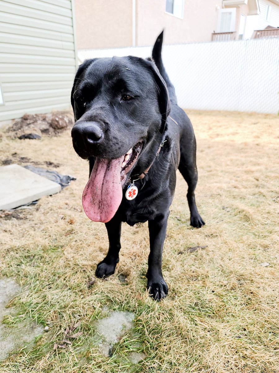 TheTzila's tweet photo. OMG I LOVE MUD!!!
I need to camo my tongue, right!?!
#zshq #SpringBreak #springishere #labradork #mudpuppy #dirtydog #IEatMud https://t.co/oWzQ5CRkRN