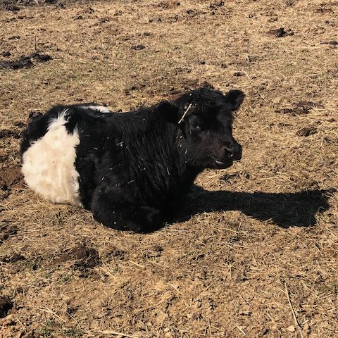 The cows are enjoying basking in the sun. Time to place your orders! - mailchi.mp/8483a6e20297/f…