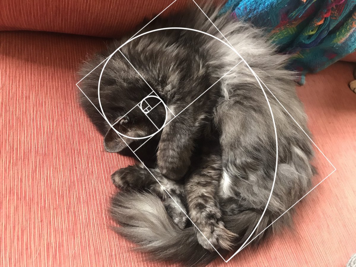 LeafLee6's tweet photo. What’s the meaning of life?
Inner species relationships?
Coded into every snuggle
A #fibonacci sequence of love
#caturday #greenPets #leftistCats #cats #blackCat #catcuddles #mainecoon #CatsOnTwitter https://t.co/x8hS00MGS8