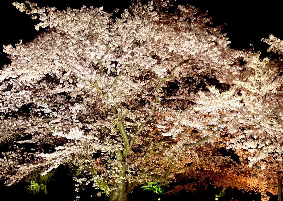 二条城桜まつり21 Twitter Search