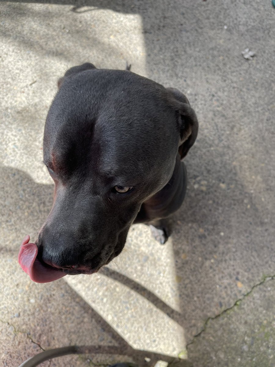 txny_g_'s tweet photo. Love this good boy 🐶 https://t.co/mvO1hTJeeO