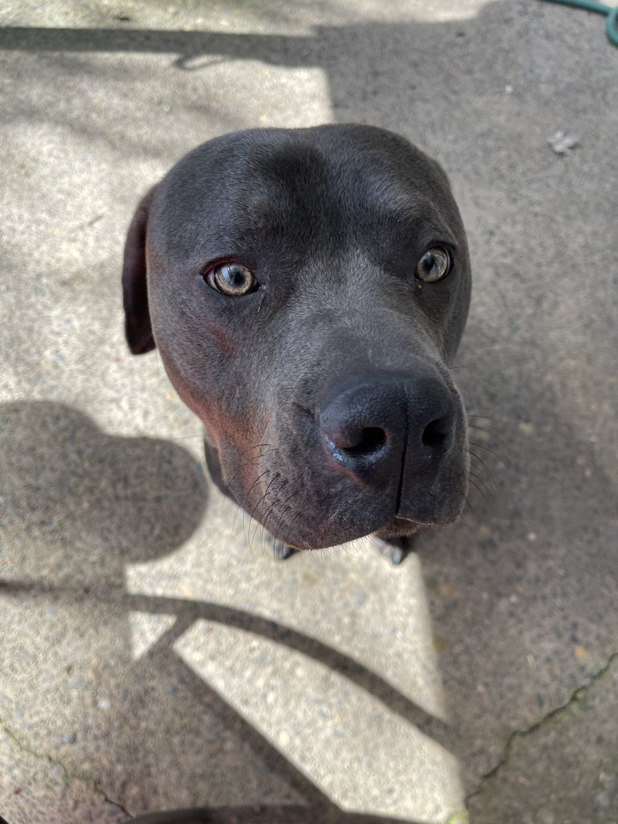 txny_g_'s tweet photo. Love this good boy 🐶 https://t.co/mvO1hTJeeO
