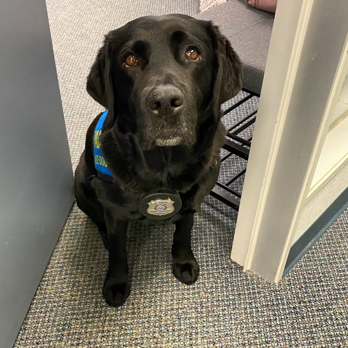 PADSk9Merlot's tweet photo. Two days in a row now that I’ve been ghosted. What gives people?? #ugh #imwaiting #workingdogproblems #youdontlikemeorwhat #saddog #merlot #facilitydog #workingdog #dogsoftwitter @PADSdogs @reginapolice https://t.co/yf1RWAx8lw