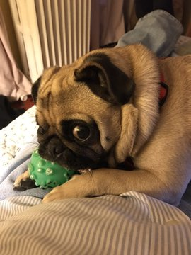 pugdaddy57's tweet photo. I'm Henry, and I would like to join #puggroup
Can I? Like my green ball? https://t.co/4rd0rikgUd